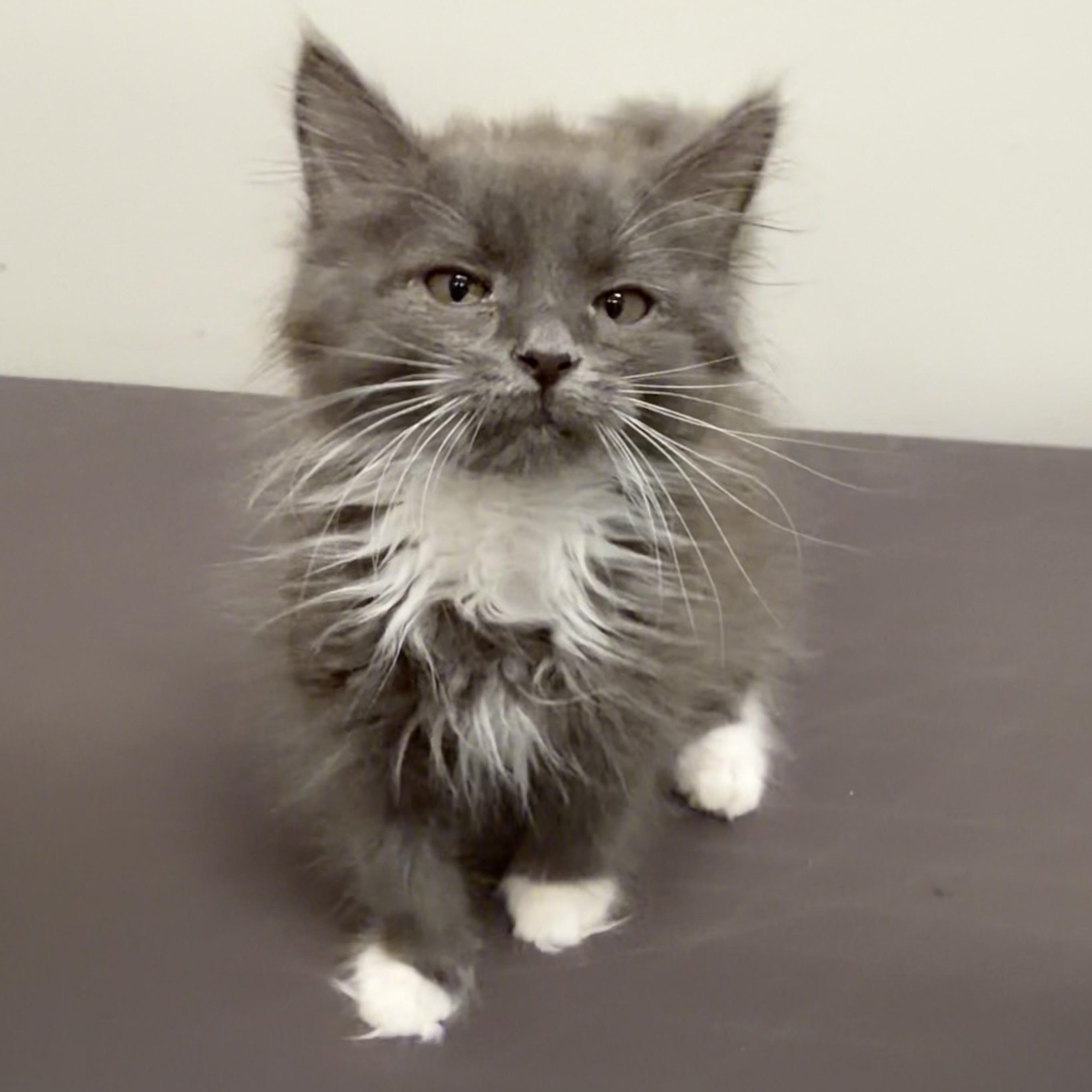 Enlarge Bunny, an adoptable mixed breed in Libertyville, IL image 3/3