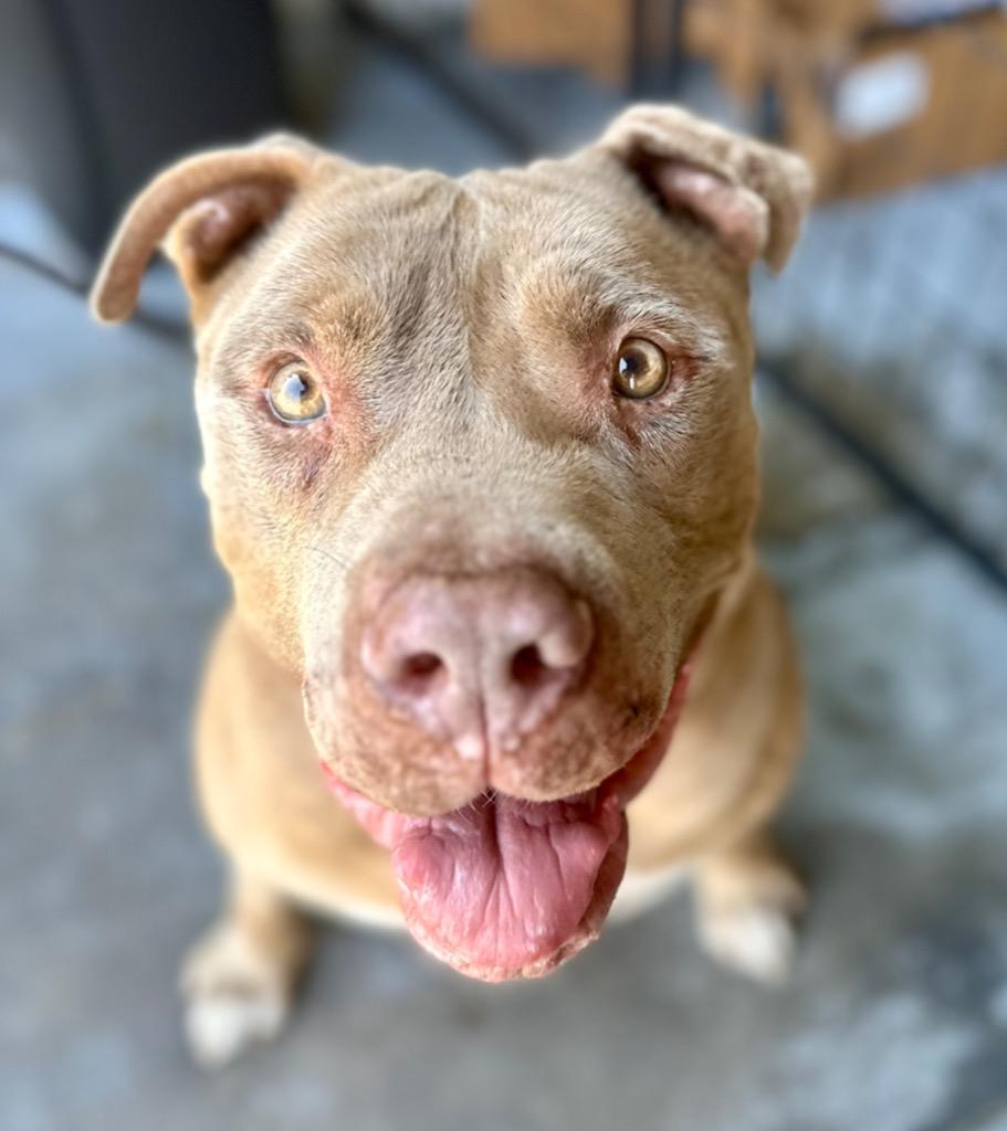 Teddy - Adopt Me!, Adoptable, Senior Male American Staffordshire Terrier.