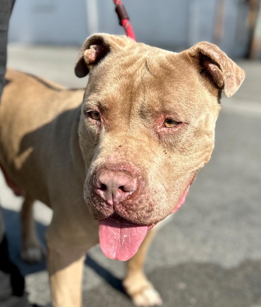 Teddy - Adopt Me!, Adoptable, Senior Male American Staffordshire Terrier.