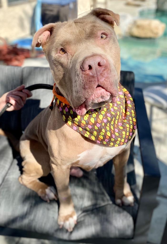 Teddy - Adopt Me!, a Adoptable mixed breed in Lake Forest, CA image 2/6