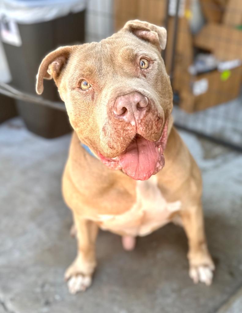 Teddy - Adopt Me!, a Adoptable mixed breed in Lake Forest, CA image 4/6