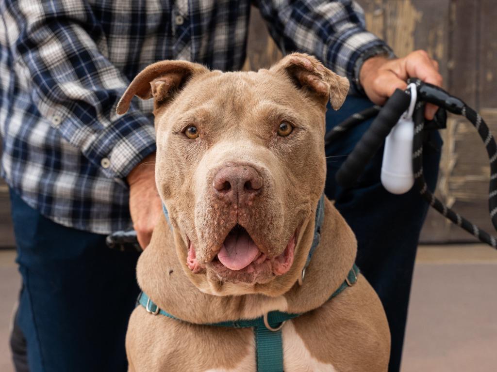 Teddy - Adopt Me!, a Adoptable mixed breed in Lake Forest, CA image 5/6