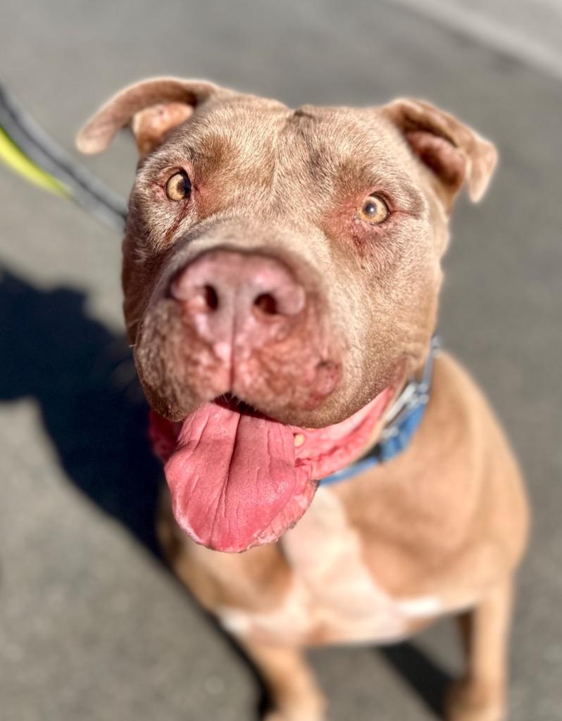 Teddy - Adopt Me!, a Adoptable mixed breed in Lake Forest, CA image 6/6