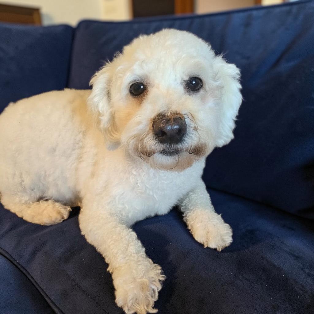 Tiffany, Adoptable, Adult Female Bichon Frise.