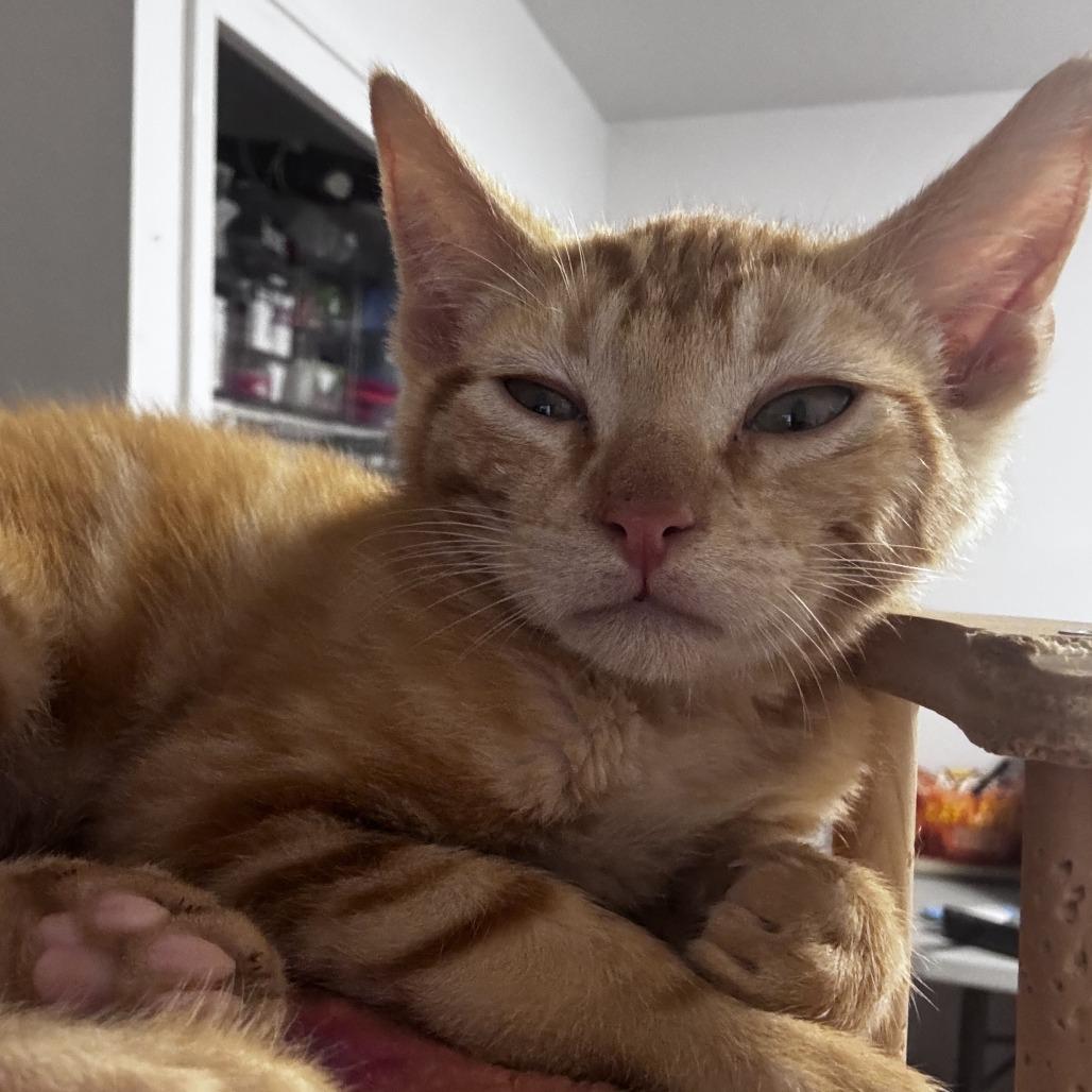 Enlarge Dicky, a Adoptable Domestic Short Hair in Pleasanton, CA image 1/1