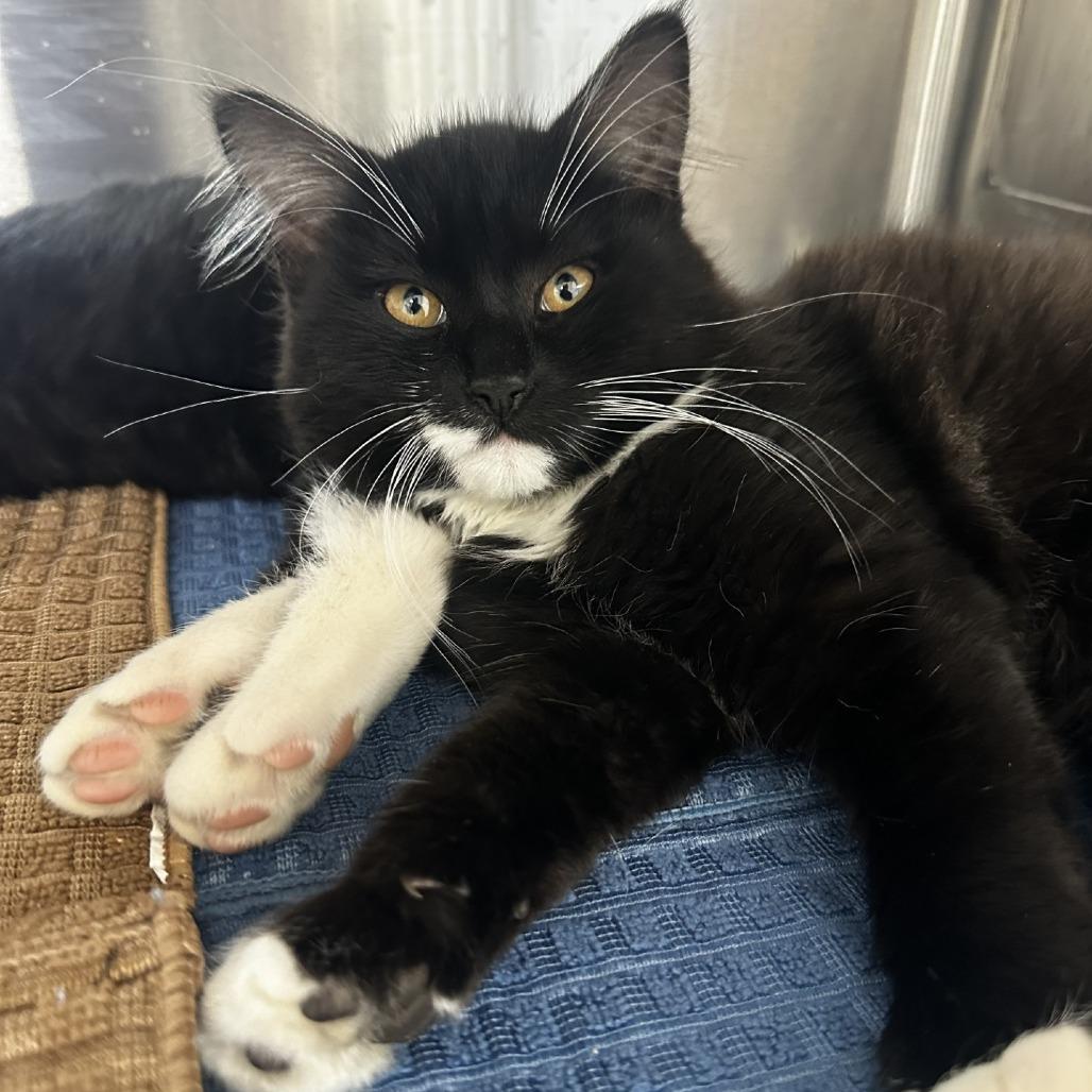 Enlarge Sally, a Adoptable mixed breed in Ashland, OR image 1/4