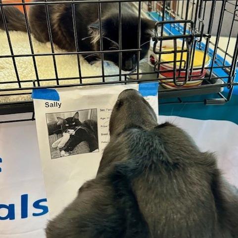 Enlarge Sally, a Adoptable mixed breed in Ashland, OR image 2/4