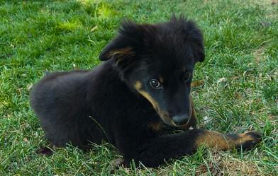 Odie, Adopted, Young Male Mixed Breed.