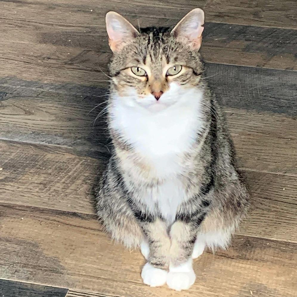 Enlarge Lusaka, a Adoptable Domestic Short Hair in Fair Haven, VT image 1/1