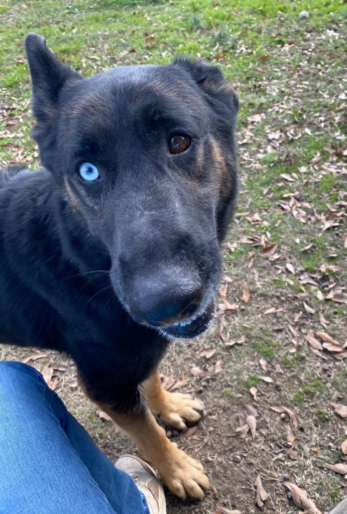 Enlarge Blu, a Adoptable German Shepherd Dog image 1/1