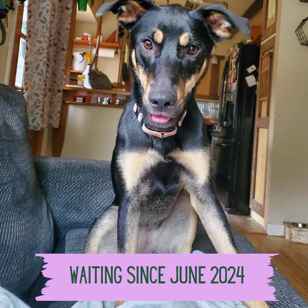 Stout, Adoptable, Adult Female Shepherd.