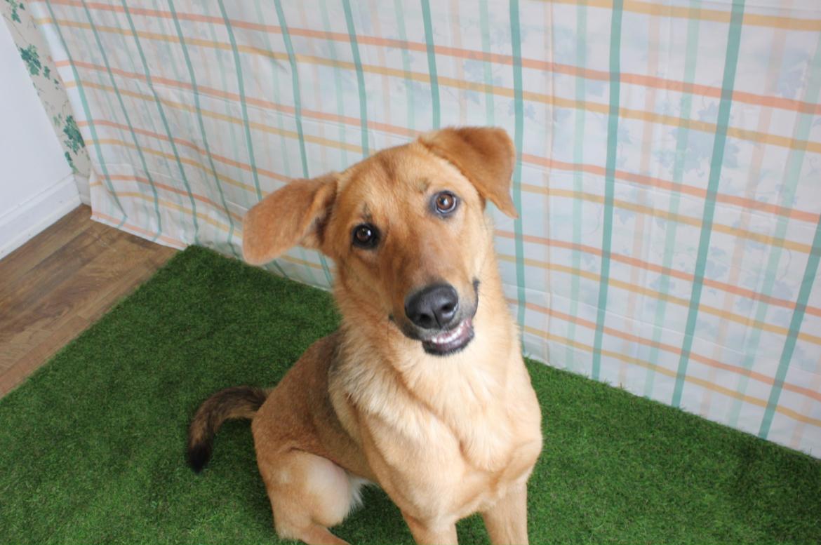 Enlarge Scarlett, a Adopted mixed breed in Berea, KY image 1/2