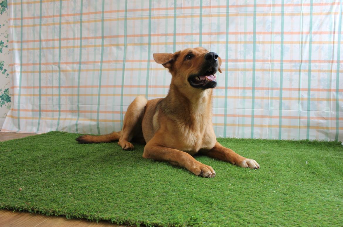 Enlarge Scarlett, a Adopted mixed breed in Berea, KY image 2/2