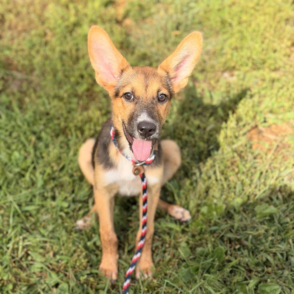 Enlarge Pam, a Adoptable mixed breed in Sparta, NJ image 1/6