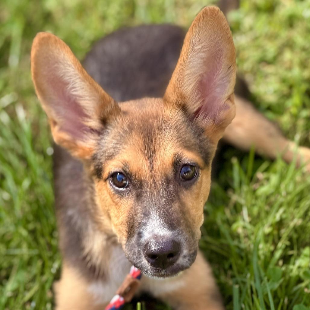 Enlarge Pam, a Adoptable mixed breed in Sparta, NJ image 2/6