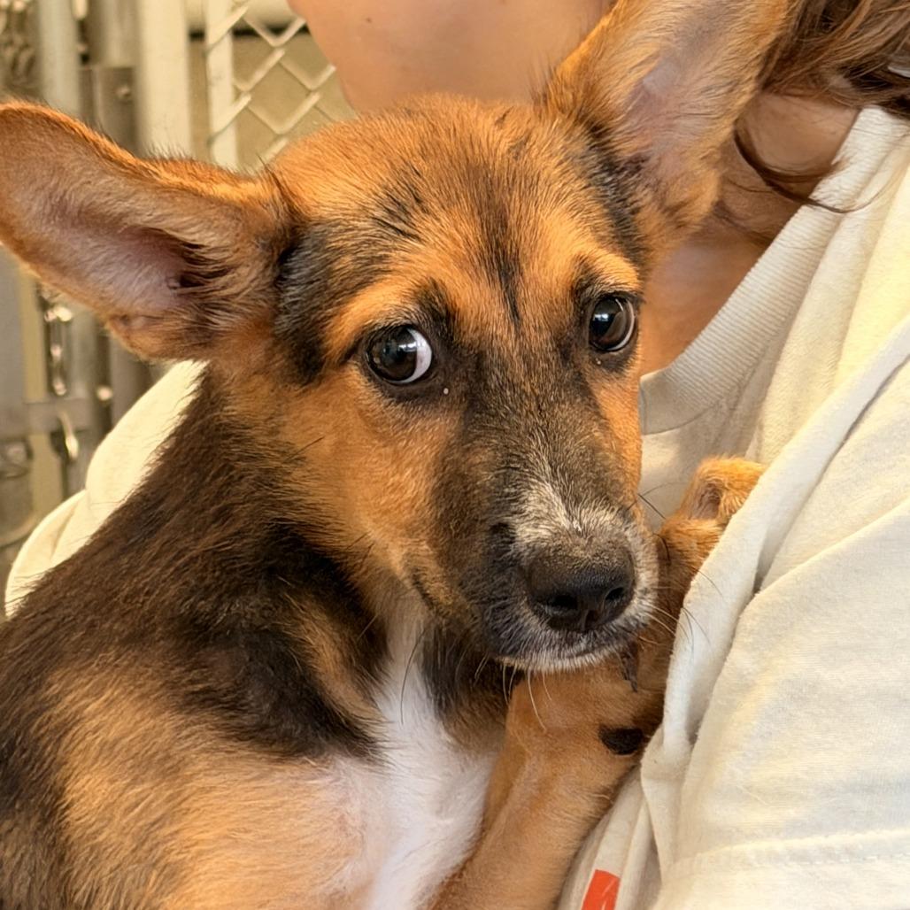 Enlarge Pam, a Adoptable mixed breed in Sparta, NJ image 3/6