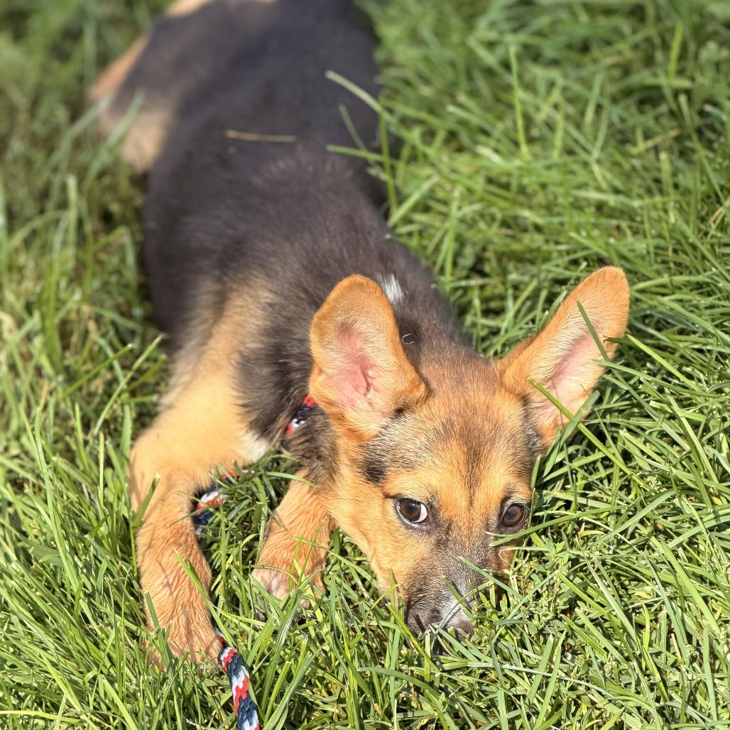 Enlarge Pam, a Adoptable mixed breed in Sparta, NJ image 4/6