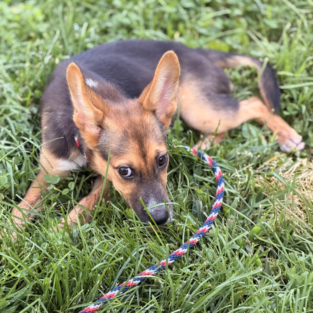 Enlarge Pam, a Adoptable mixed breed in Sparta, NJ image 5/6