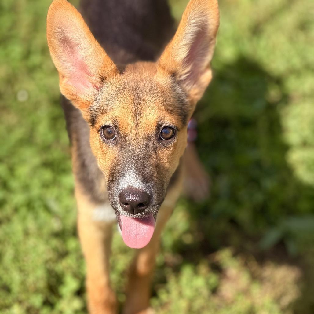 Enlarge Pam, a Adoptable mixed breed in Sparta, NJ image 6/6