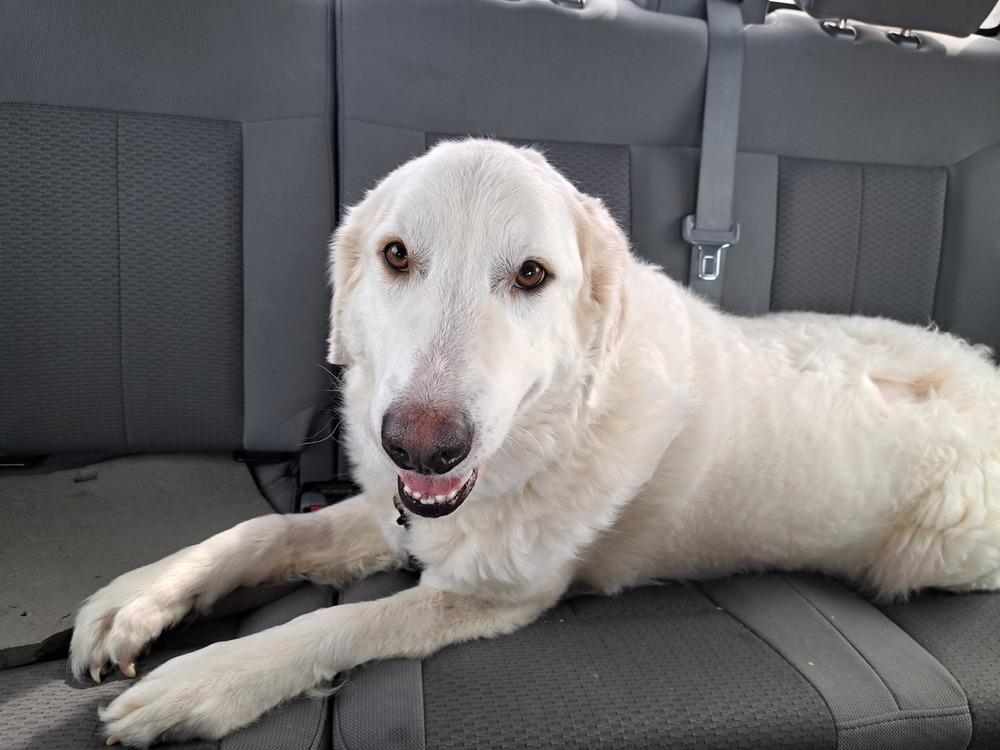 Enlarge Isla (26-002 D), a Adoptable mixed breed in Lansing, MI image 1/6