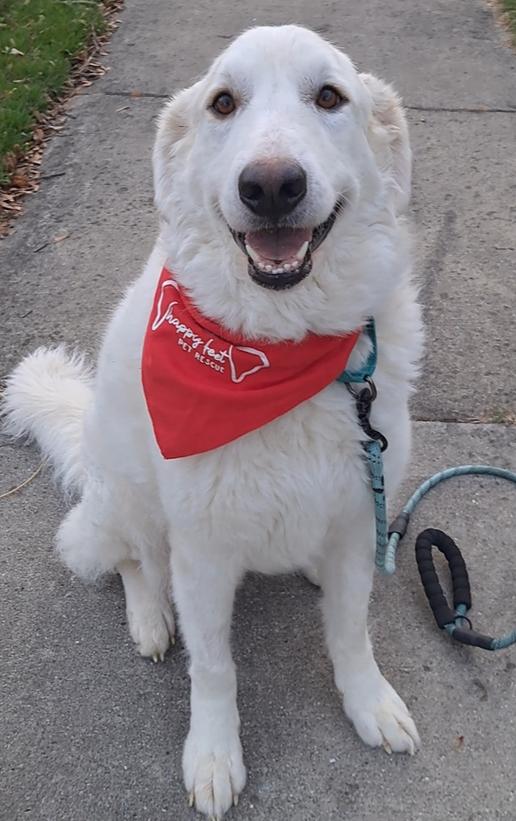 Enlarge Isla (26-002 D), a Adoptable mixed breed in Lansing, MI image 2/6