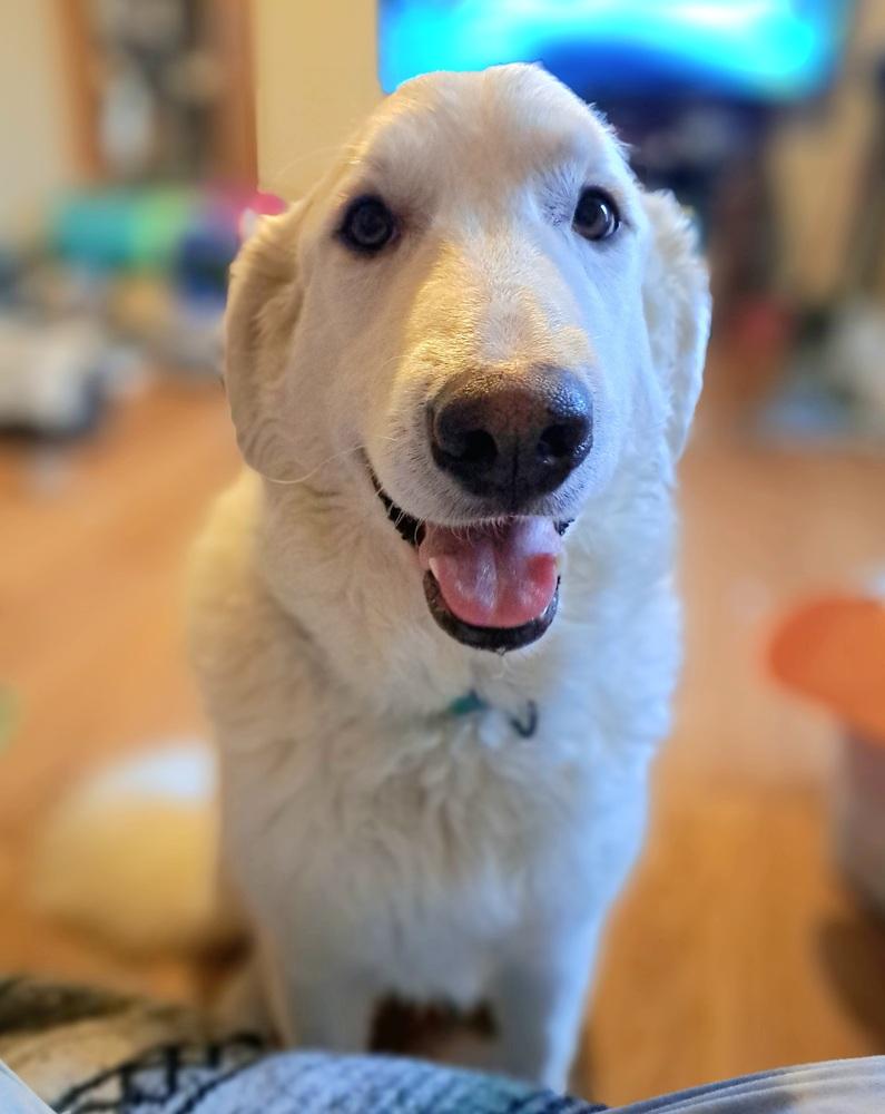 Enlarge Isla (26-002 D), a Adoptable mixed breed in Lansing, MI image 3/6