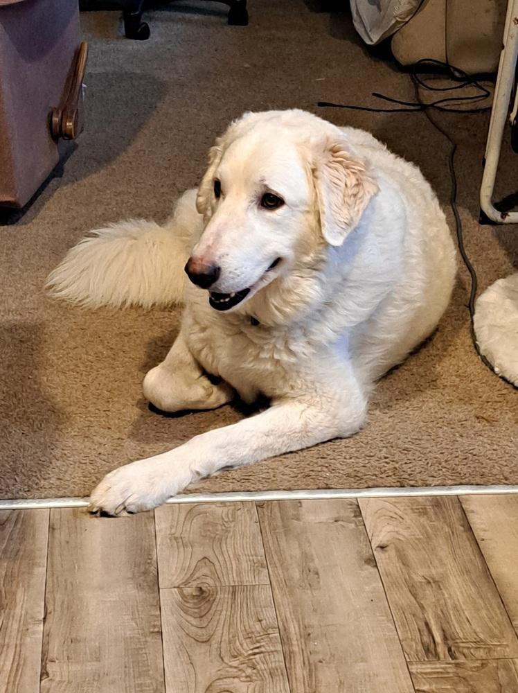 Enlarge Isla (26-002 D), a Adoptable mixed breed in Lansing, MI image 4/6