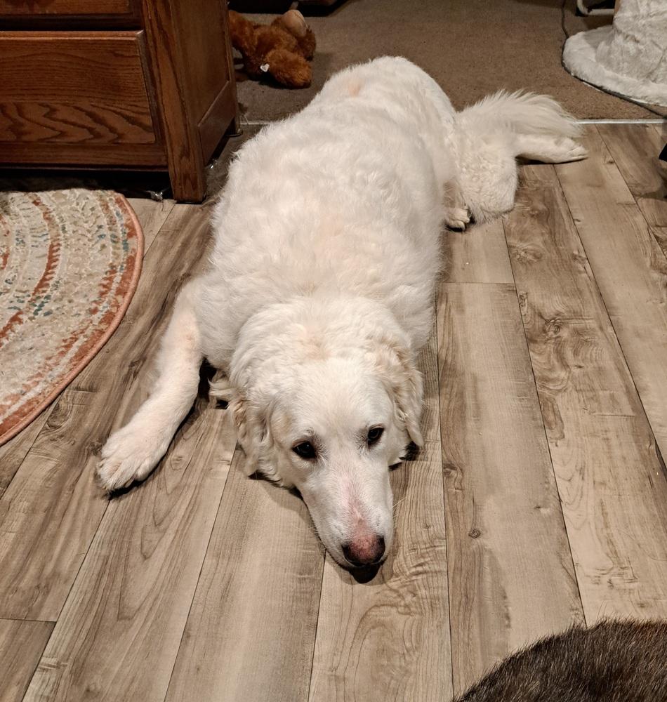 Enlarge Isla (26-002 D), a Adoptable mixed breed in Lansing, MI image 5/6