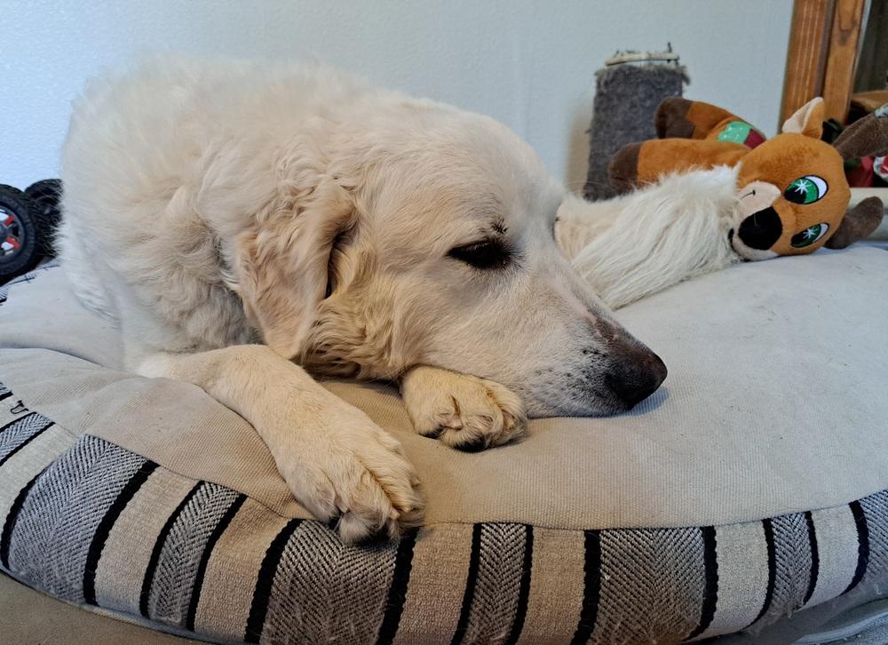 Enlarge Isla (26-002 D), a Adoptable mixed breed in Lansing, MI image 6/6