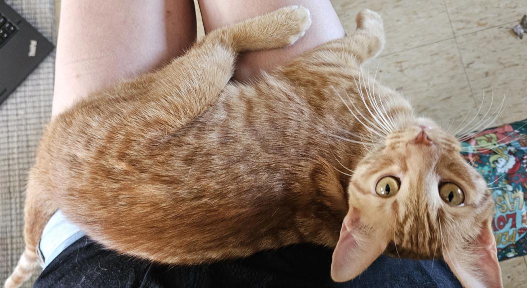 Enlarge Jules, an Outgoing and Fun, Social Kitten!, a ADOPTABLE Tabby in Metairie, LA image 2/6