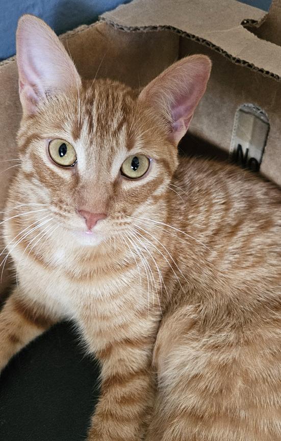 Jules, an Outgoing and Fun, Social Kitten!, ADOPTABLE, Kitten Male Tabby.