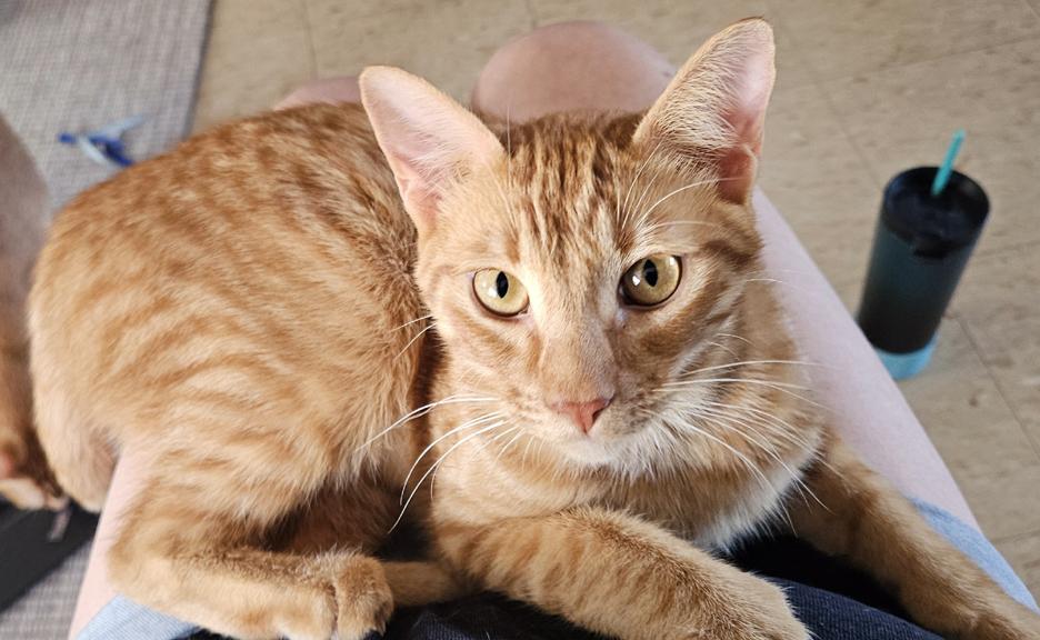 Enlarge Jules, an Outgoing and Fun, Social Kitten!, a ADOPTABLE Tabby in Metairie, LA image 3/6