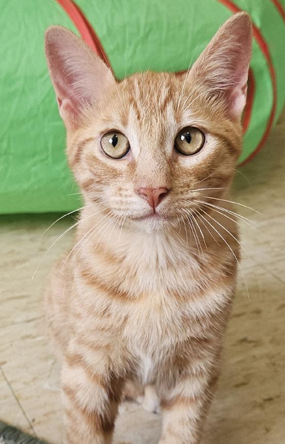 Enlarge Jules, an Outgoing and Fun, Social Kitten!, a ADOPTABLE Tabby in Metairie, LA image 4/6