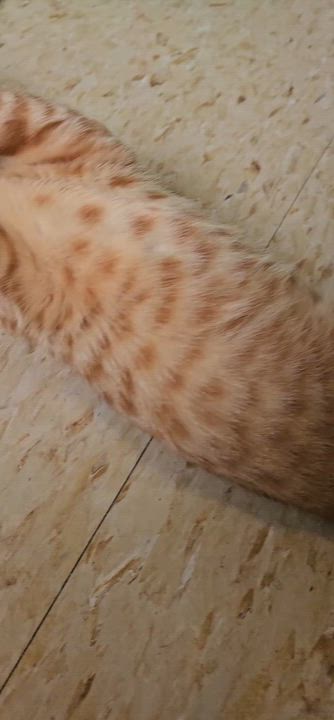 Enlarge Jules, an Outgoing and Fun, Social Kitten!, a ADOPTABLE Tabby in Metairie, LA video 6/6