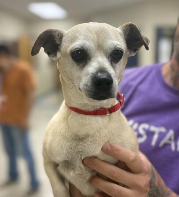 Muffin, Adoptable, Adult Male Chihuahua.