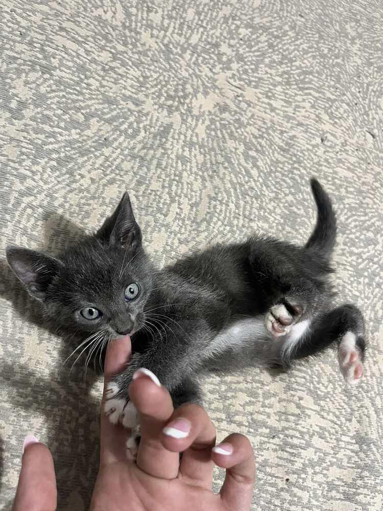 Grey, Adoptable, Kitten Female Domestic Short Hair.