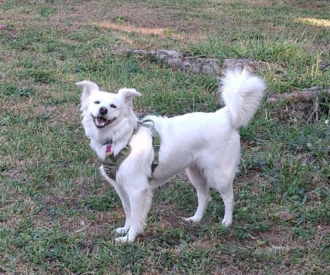 Enlarge Luna, a Adoptable American Eskimo Dog in Winter Park, FL image 1/3