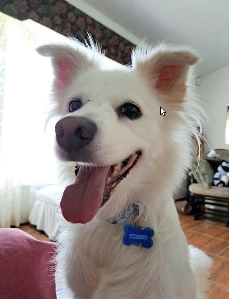 Enlarge Luna, a Adoptable American Eskimo Dog in Winter Park, FL image 2/3