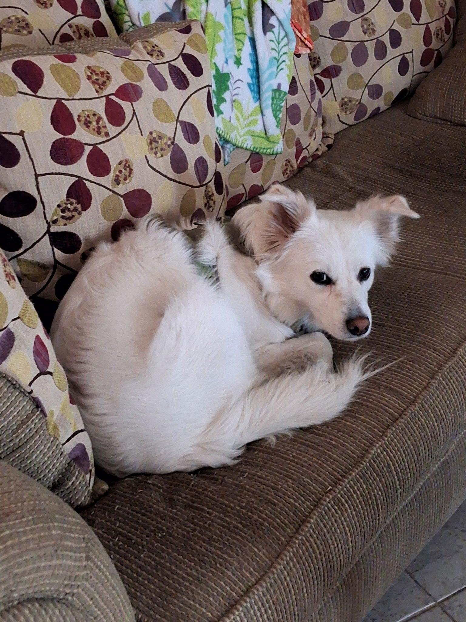 Enlarge Luna, a Adoptable American Eskimo Dog in Winter Park, FL image 3/3