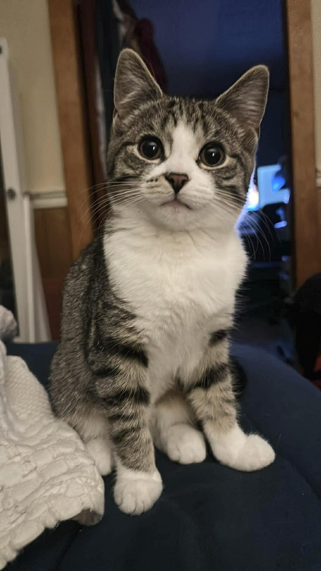 Enlarge Maple & Waffles, a ADOPTABLE Domestic Short Hair in Kennebunk , ME image 5/6