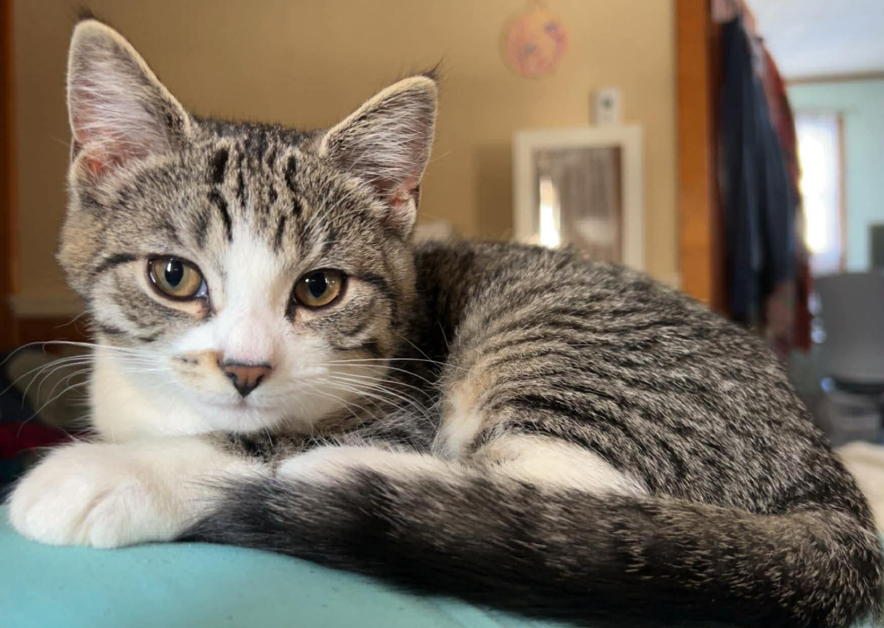 Enlarge Maple & Waffles, a ADOPTABLE Domestic Short Hair in Kennebunk , ME image 3/6