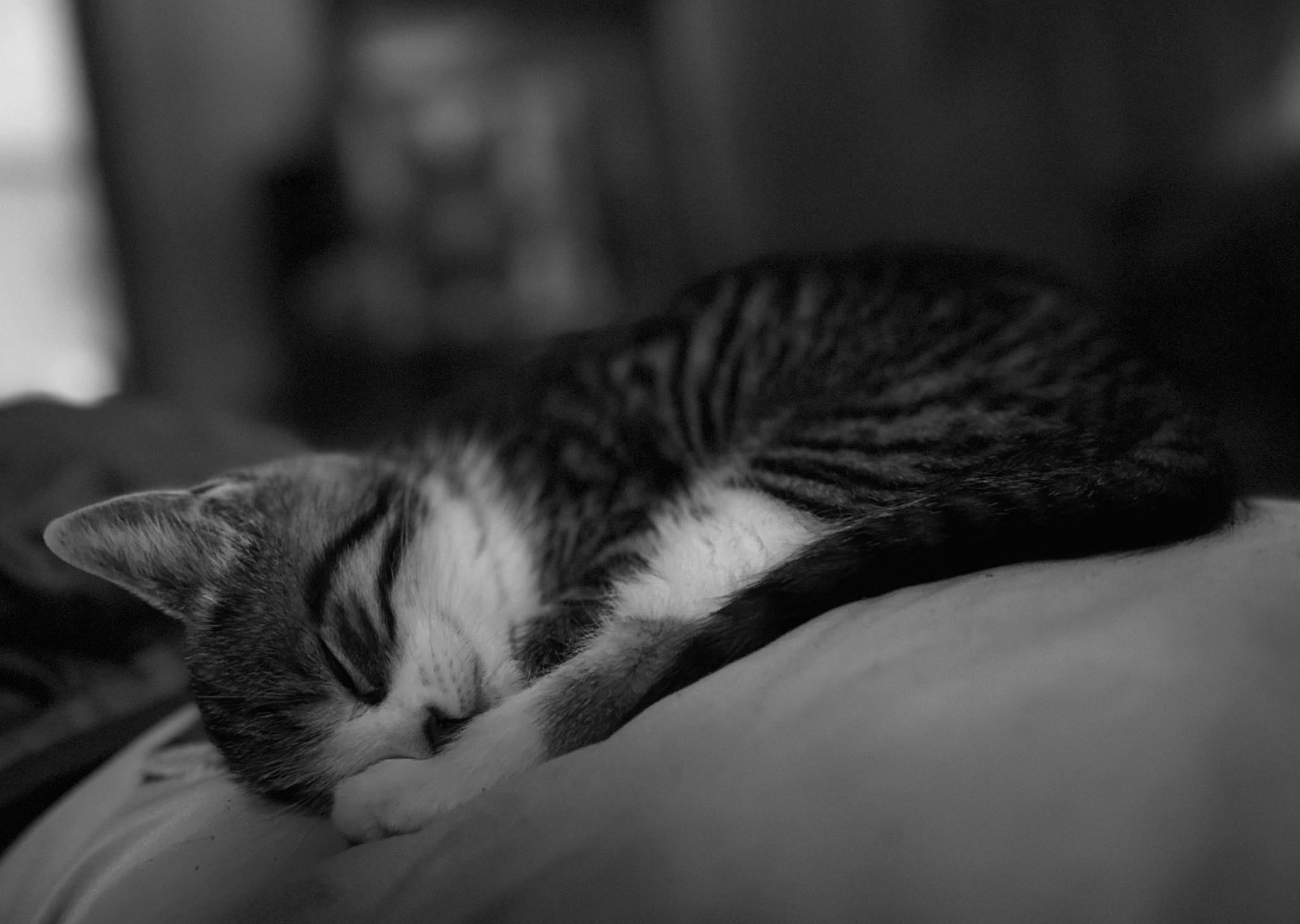 Enlarge Maple & Waffles, a ADOPTABLE Domestic Short Hair in Kennebunk , ME image 6/6