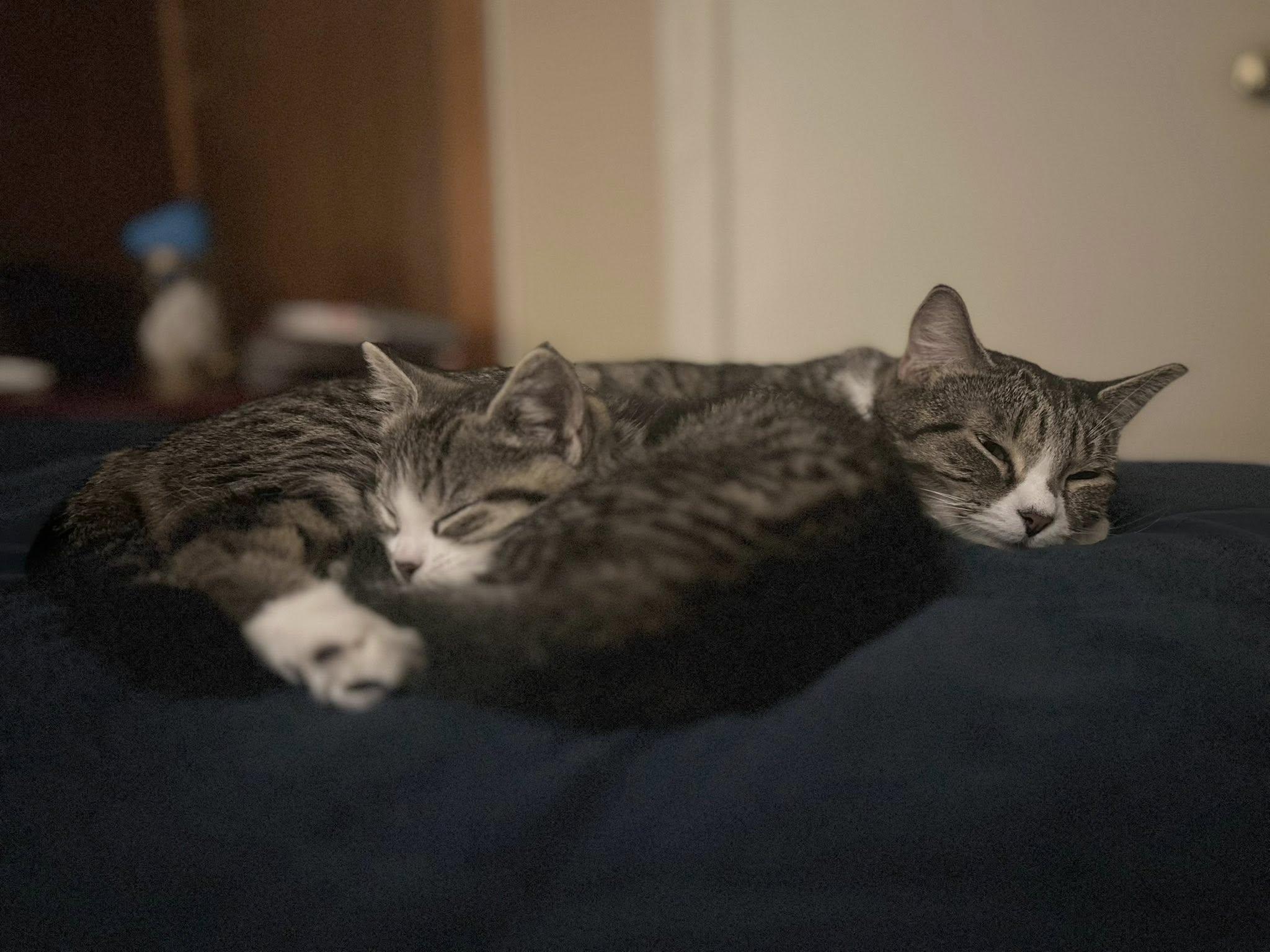 Enlarge Maple & Waffles, a ADOPTABLE Domestic Short Hair in Kennebunk , ME image 1/6