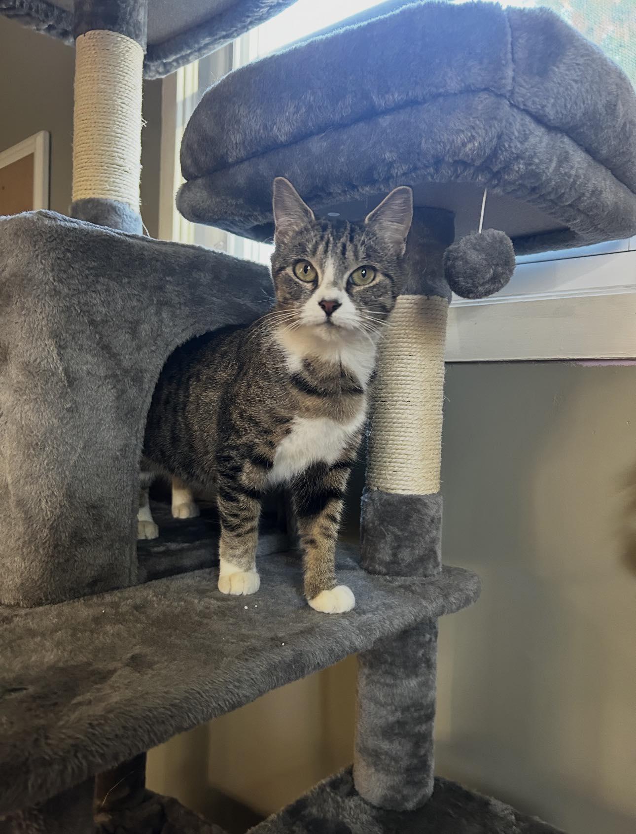 Enlarge Maple & Waffles, a ADOPTABLE Domestic Short Hair in Kennebunk , ME image 4/6