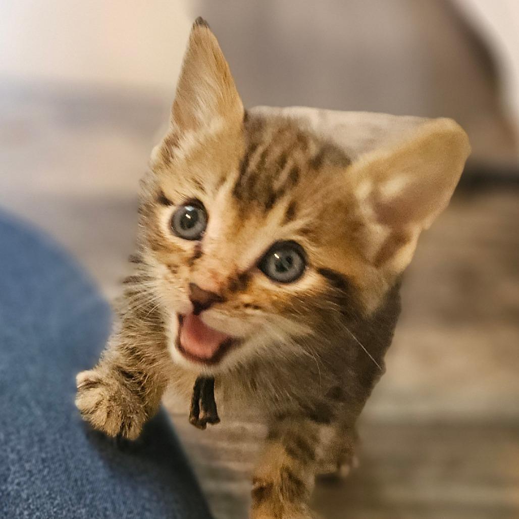 Winona (Orange Collar), Adoptable, Kitten Female Domestic Short Hair.