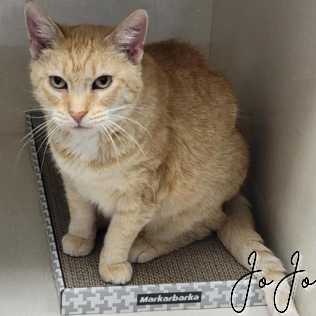 Enlarge JoJo, a Adoptable Domestic Short Hair in Janesville, WI image 1/1