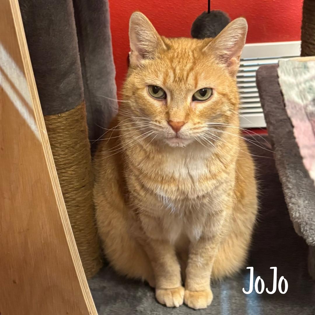 Josephine (Jo Jo) , Adoptable, Adult Female Domestic Short Hair.