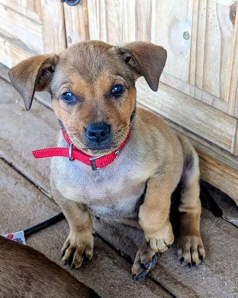Enlarge Pony Boy, a Adoptable Mixed Breed in Chino valley, AZ image 1/1