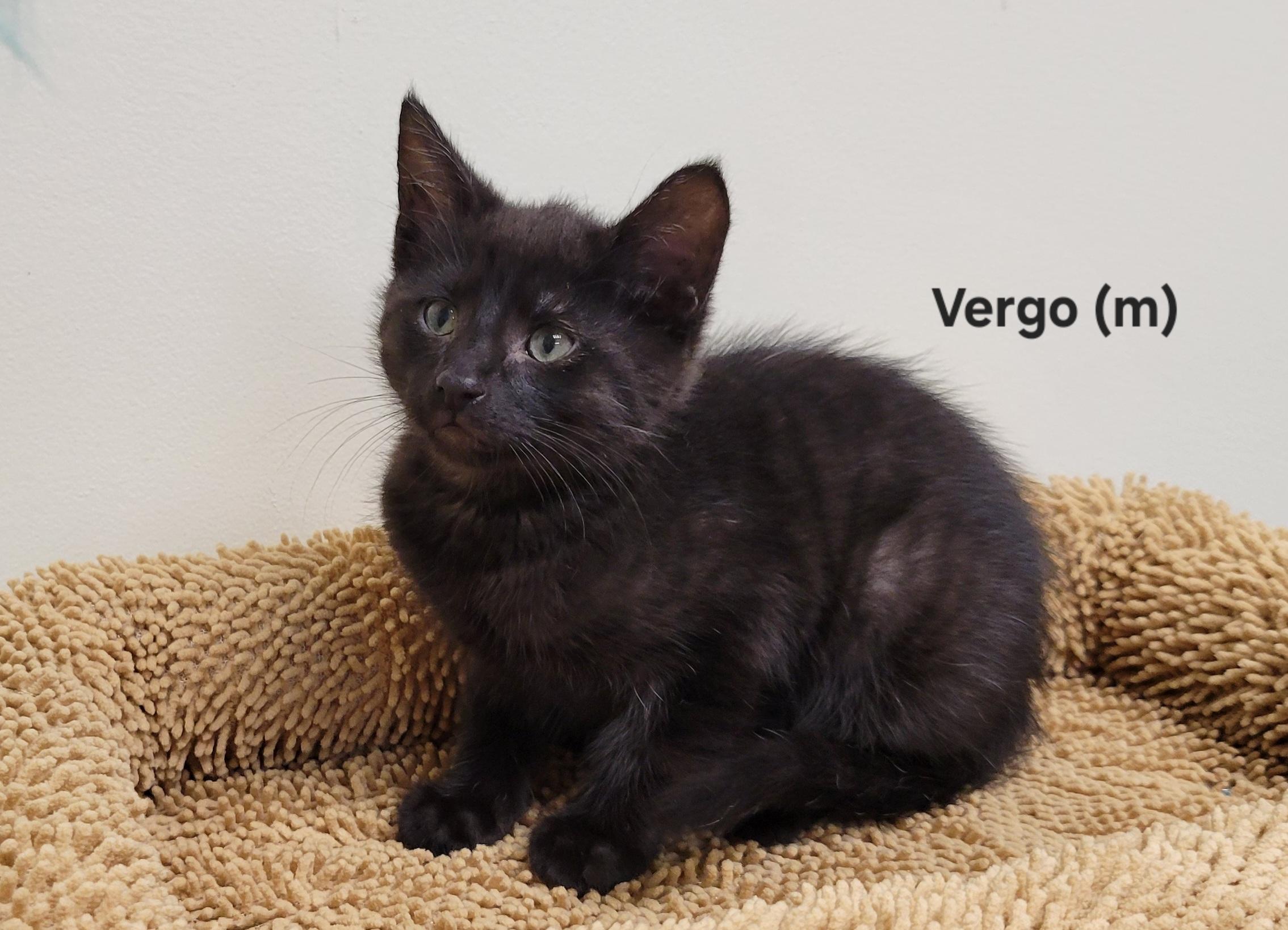 Vergo