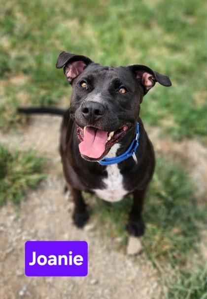 Enlarge Joanie, a Adoption Pending mixed breed in Clinton, MO image 1/1